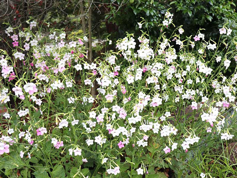 Rosa och vit blomstertobak