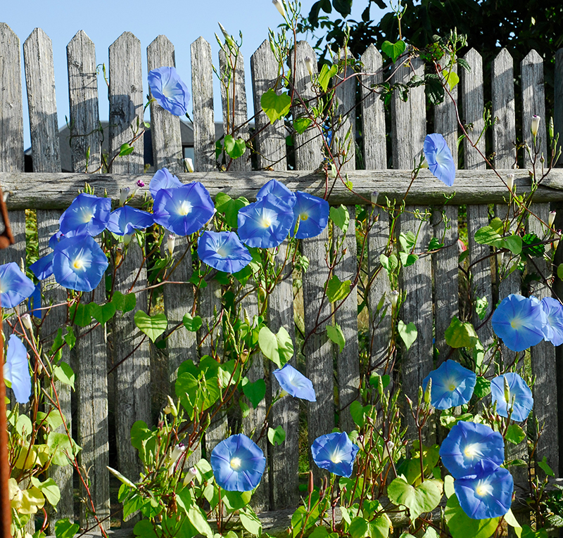 Blomman för dagen som klätterväxt