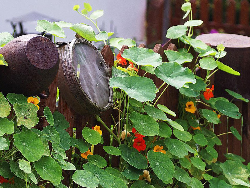 Indiankrasse på staket