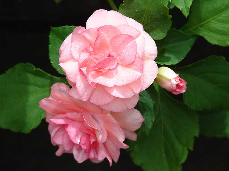 Dubbelblommande rosa flitiga Lisa