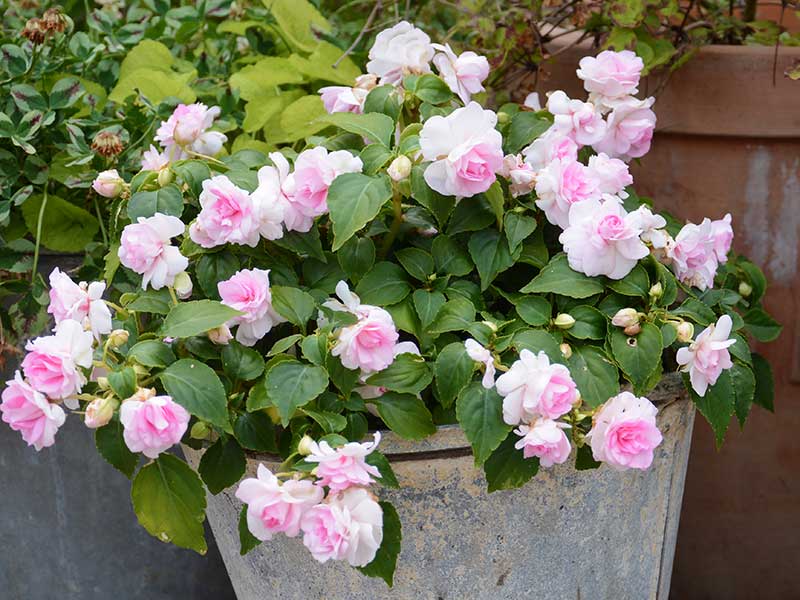 Rosa dubbelblommande flitiga Lisa Rosa dubbelblommande flitiga Lisa