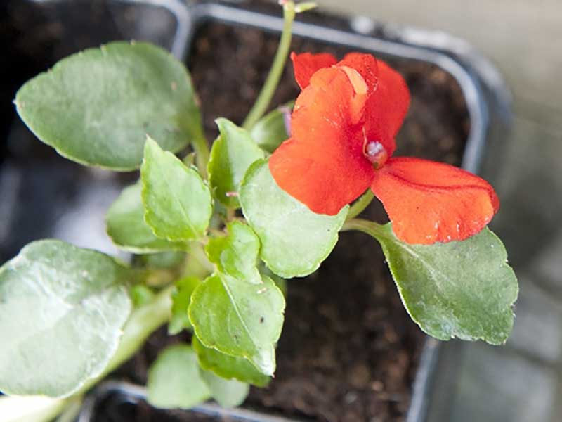 Fröplanta av flitiga Lisa