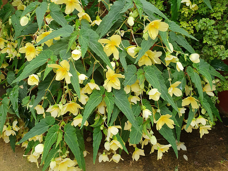 Gul hängbegonia