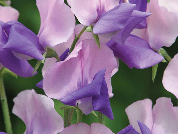 Luktärt blå och rosa