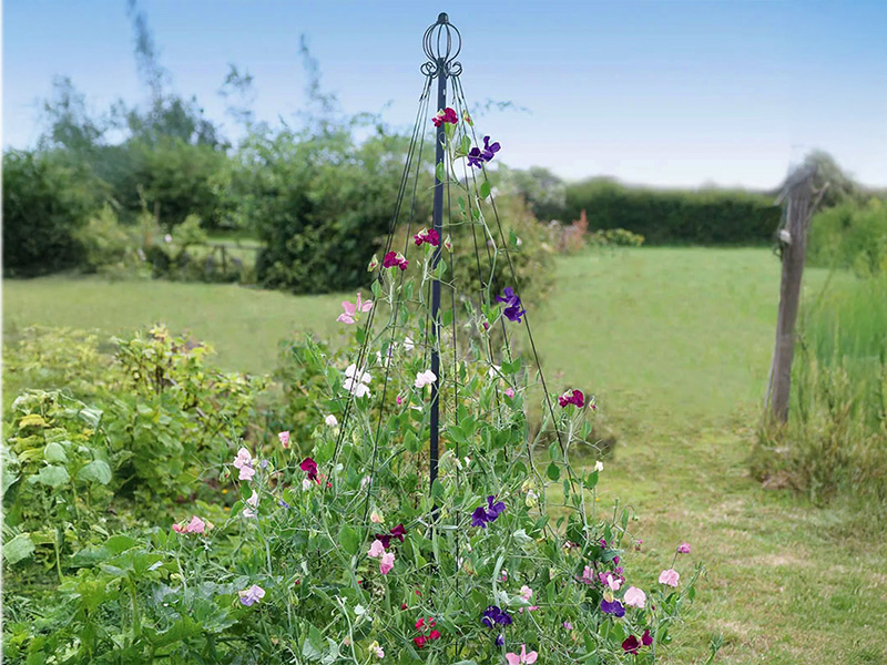 Luktärter på konformad spaljé