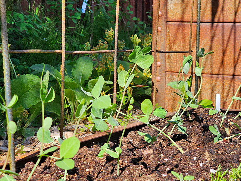 Luktärtsplantor i pallkrage mot spaljé