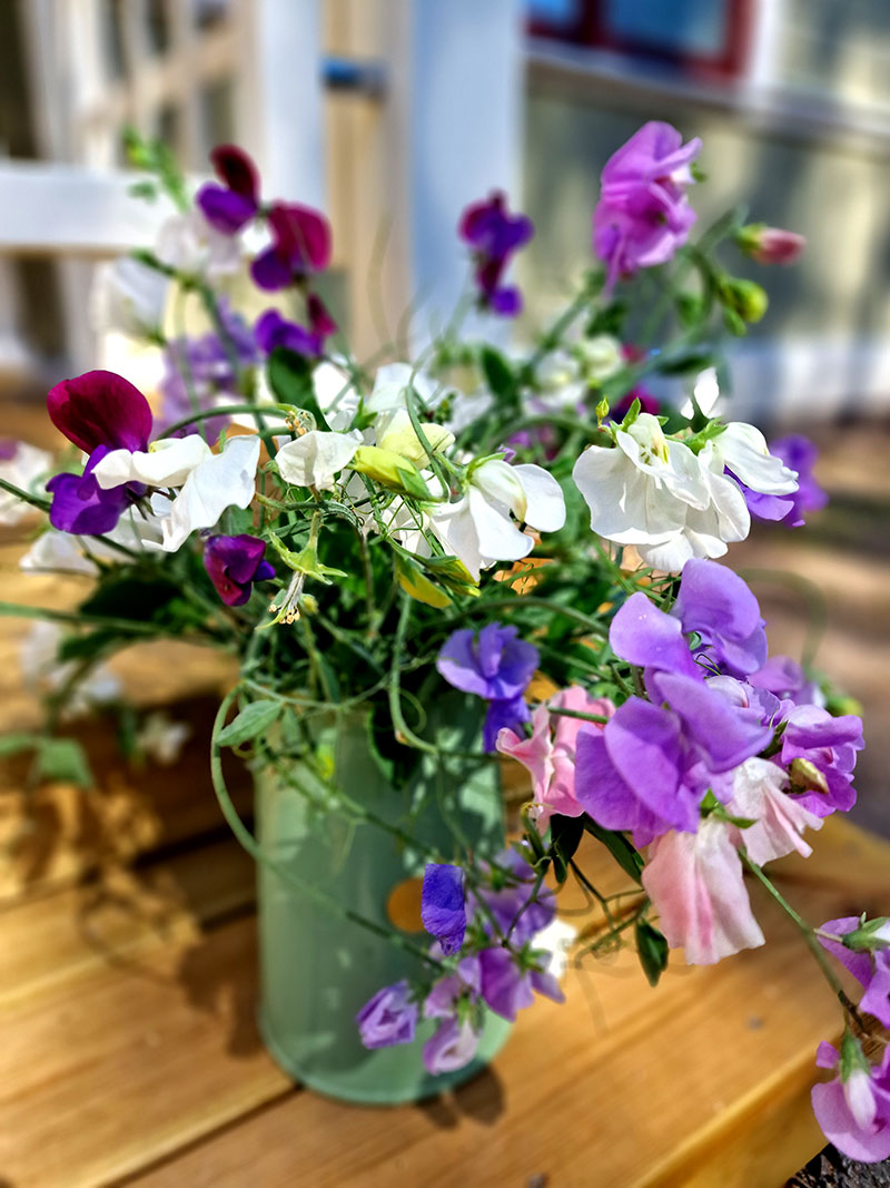 Bukett med luktärter