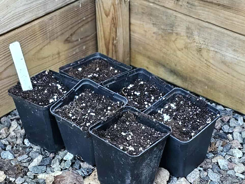 Frösådder i drivbänk