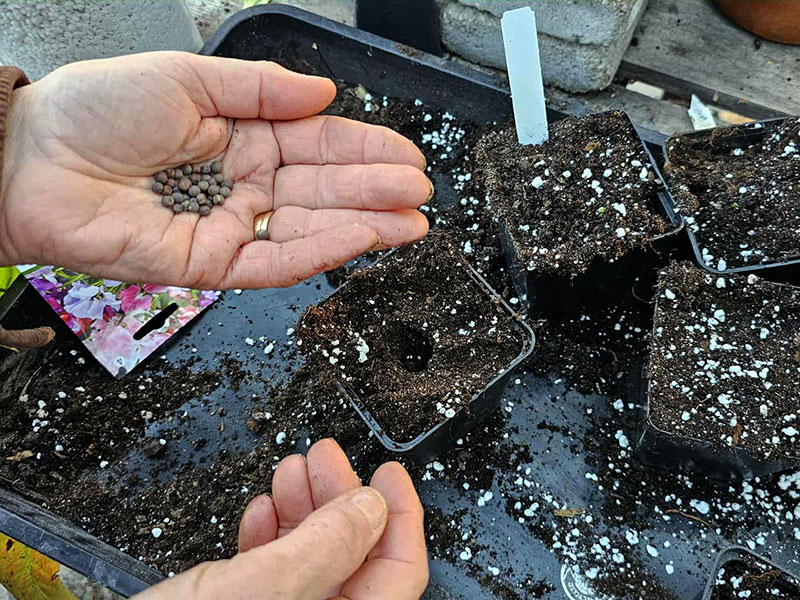 Sådd av luktärtsfrön på hösten