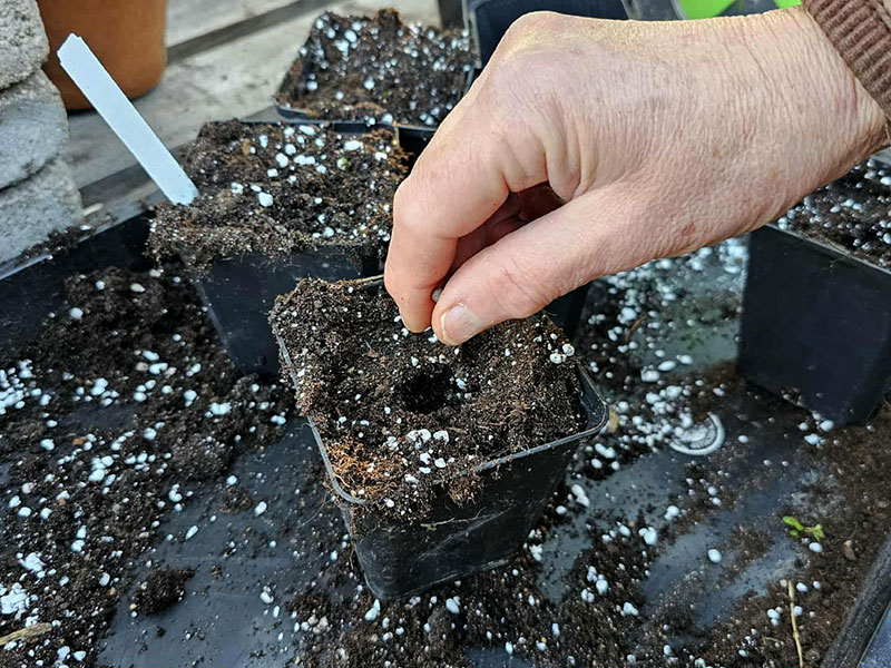 Frö av luktärt sådd