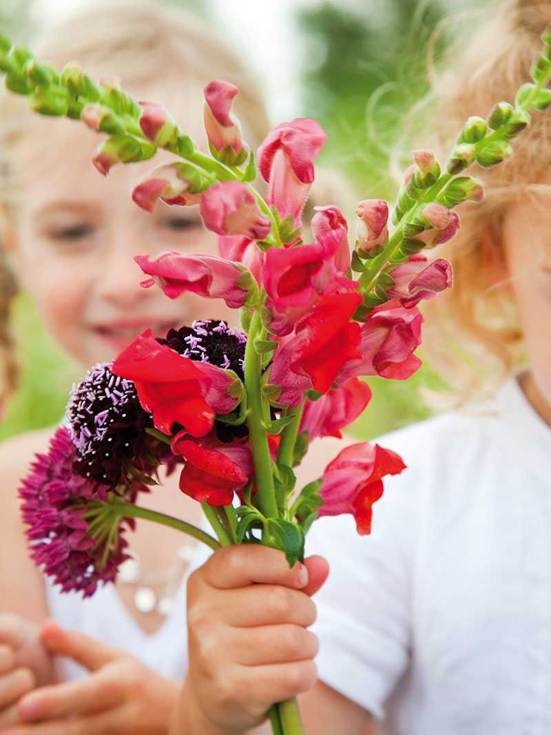 Lejongap som snittblomma Lejongap som snittblomma