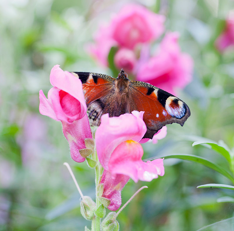 Pollinerande fjäril på lejongap