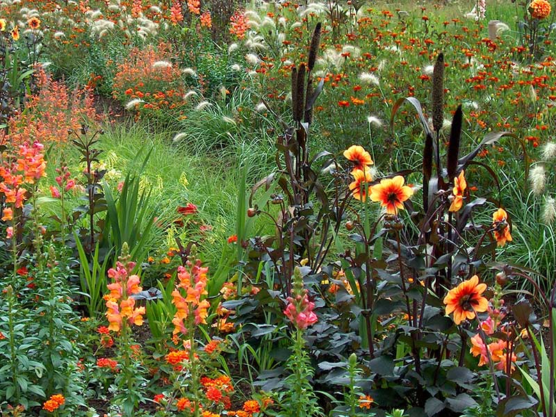 Lejongap i samplantering med andra växter - FS