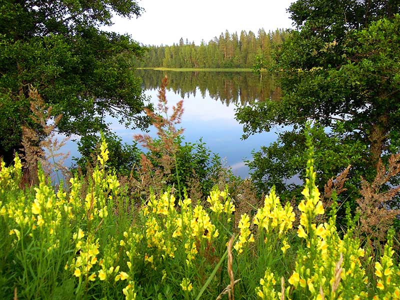 Vildväxande gul lejongap Vildväxande gul lejongap