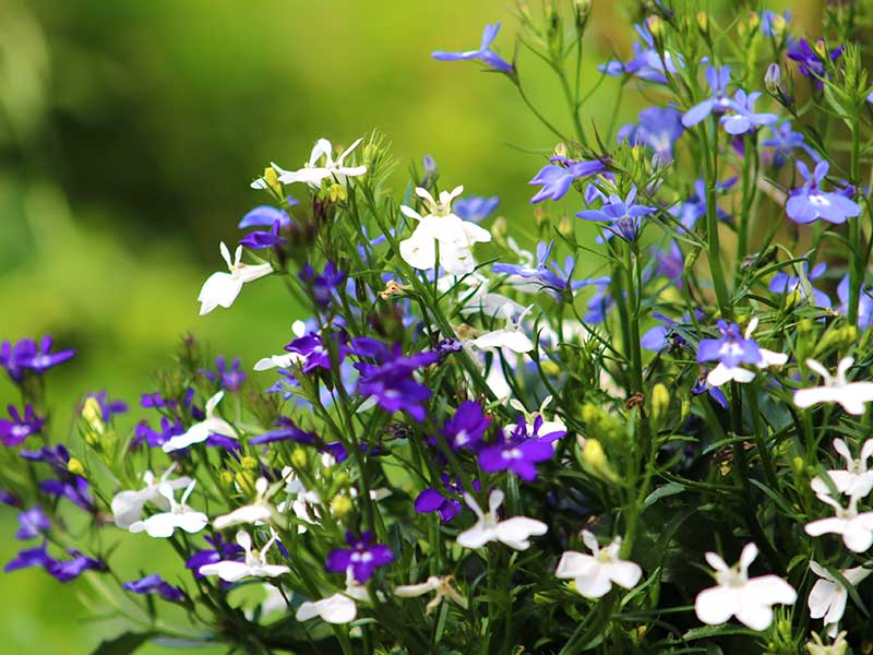 Olika färger av lobelia