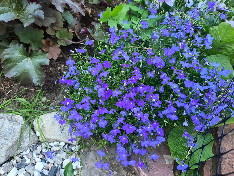 Blå lobelia i rabatt