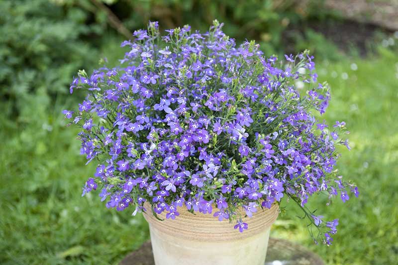 Blå kantlobelia i kruka Blå kantlobelia i kruka