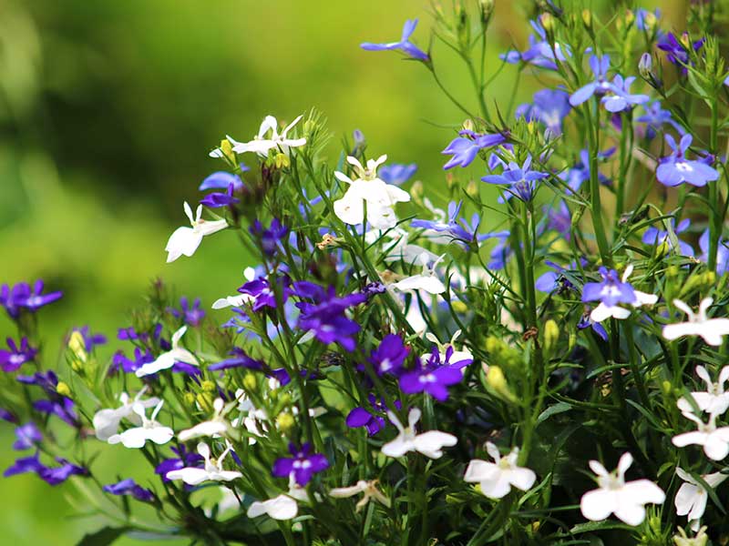 Olika sorter av lobelia - PIX Olika sorter av lobelia - PIX