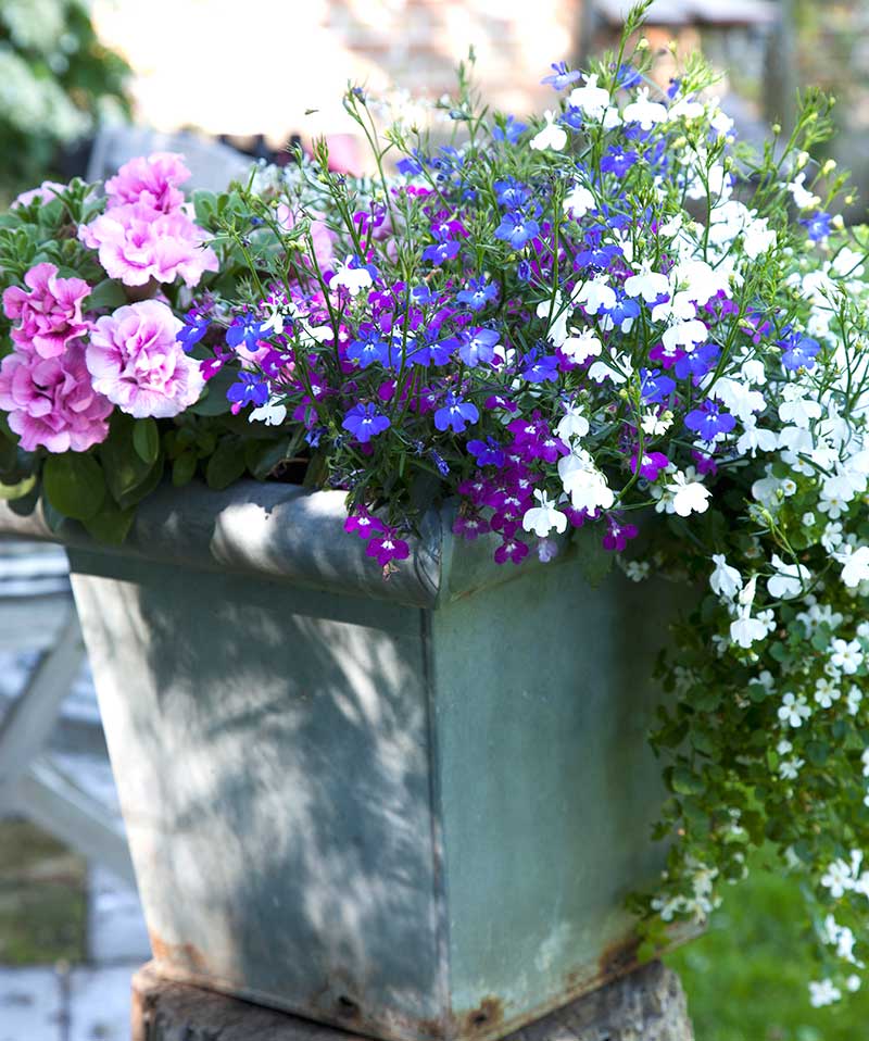 Lobelia och petunia i utekruka