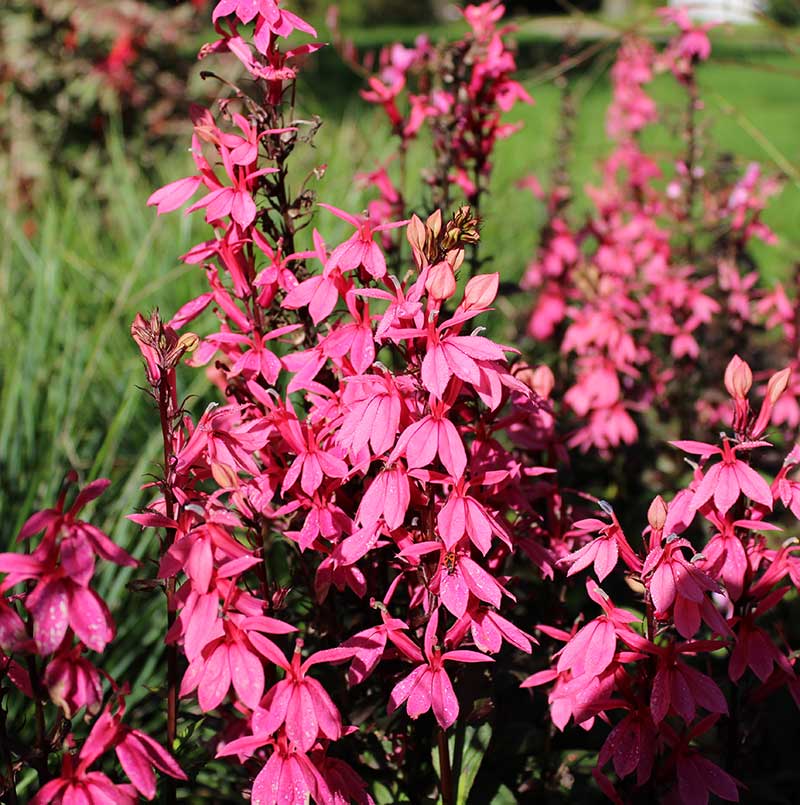 Rabattlobelia rosa Rabattlobelia rosa