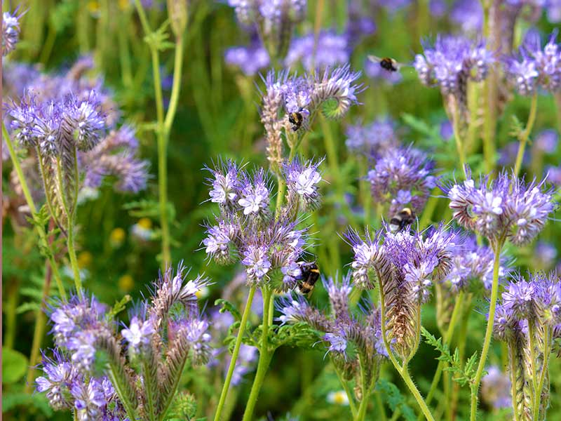 Honungsfacelia med pollinerande bin Honungsfacelia med pollinerande bin