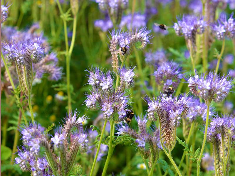 Honungsfacelia med pollinerande bin