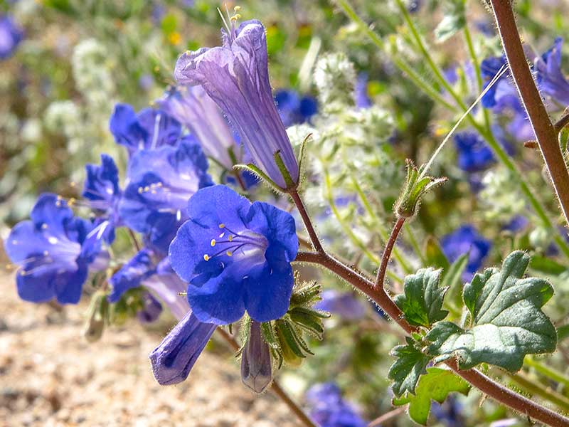 Klockfacelia sommarblomma Klockfacelia sommarblomma