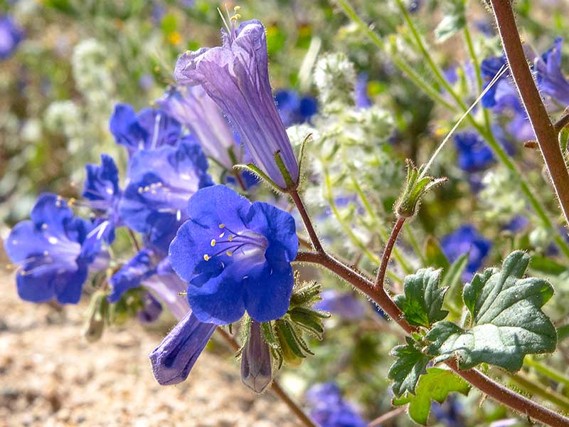 Klockfacelia sommarblomma