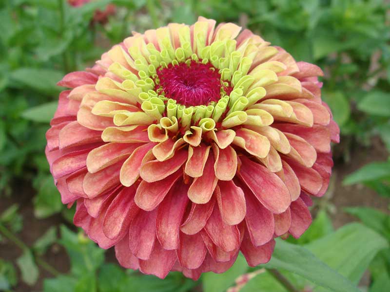 Dubbelblommande zinnia