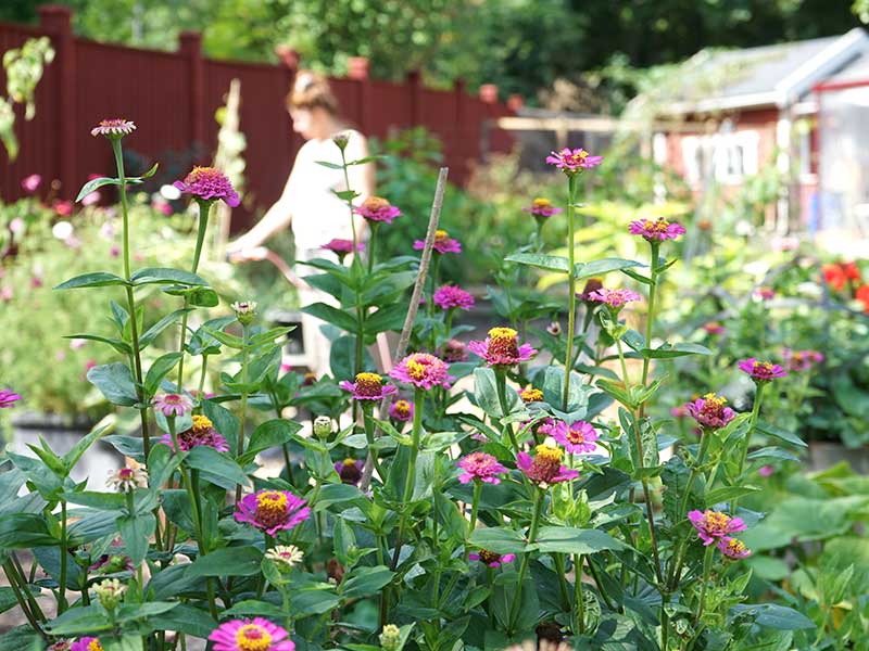 Zinnior i köksträdgård, potager - LS Zinnior i köksträdgård, potager - LS