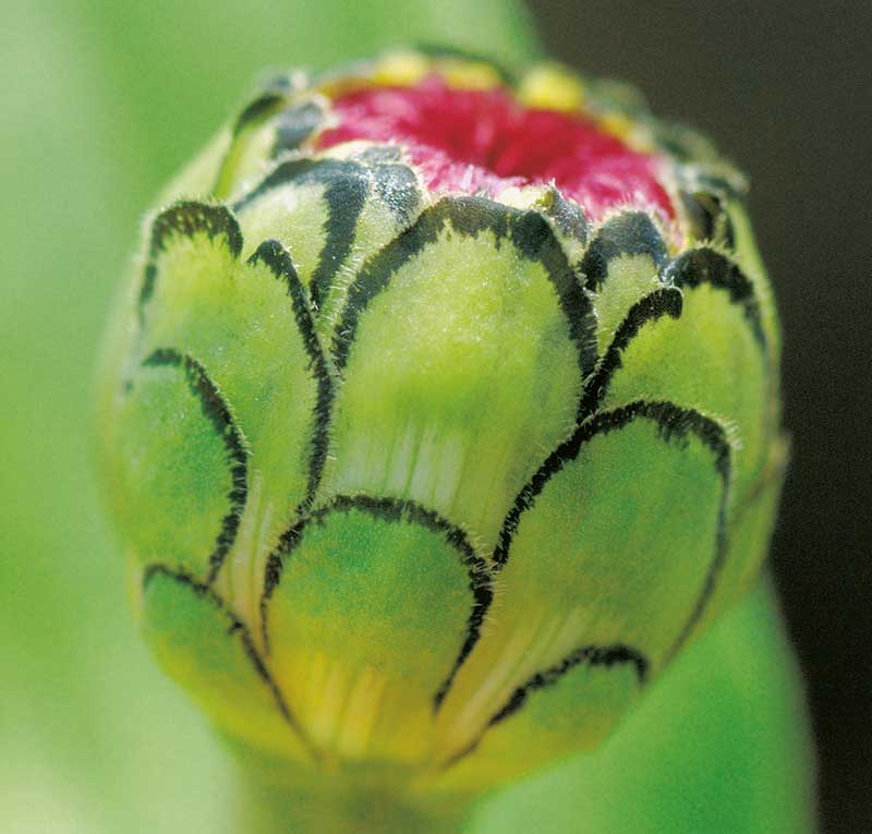 Blomknopp av zinnia