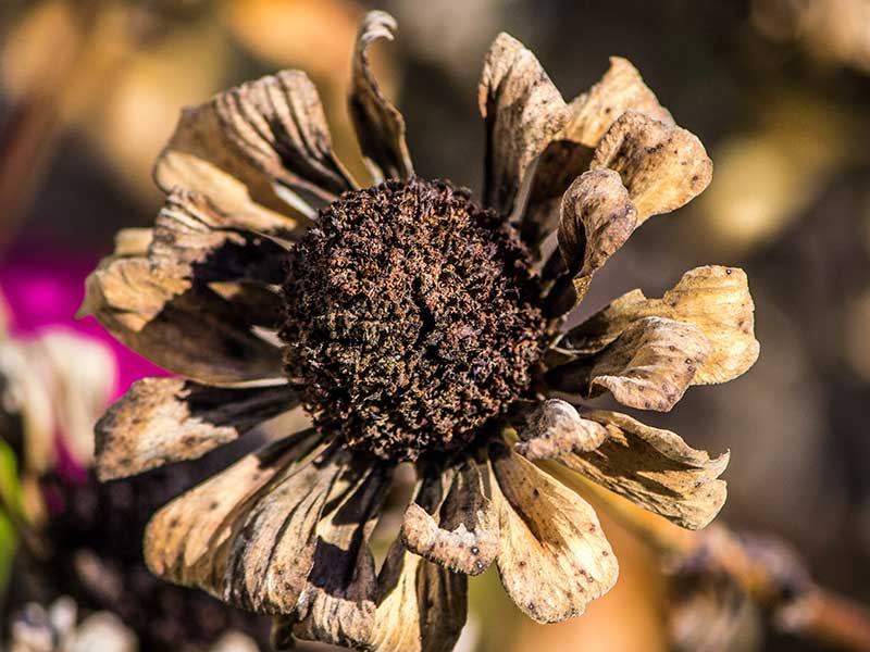 Zinnia med frön på hösten