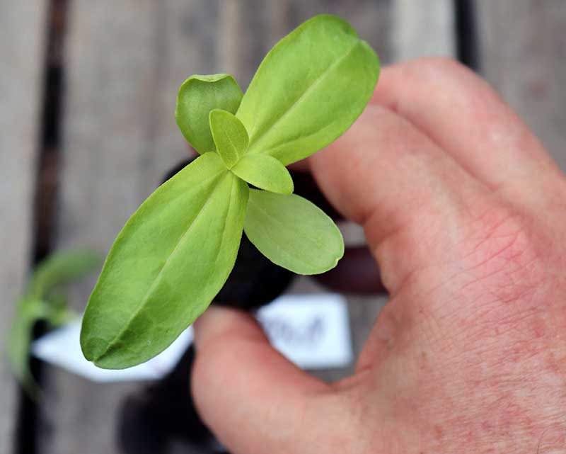 Fröplanta av zinnia