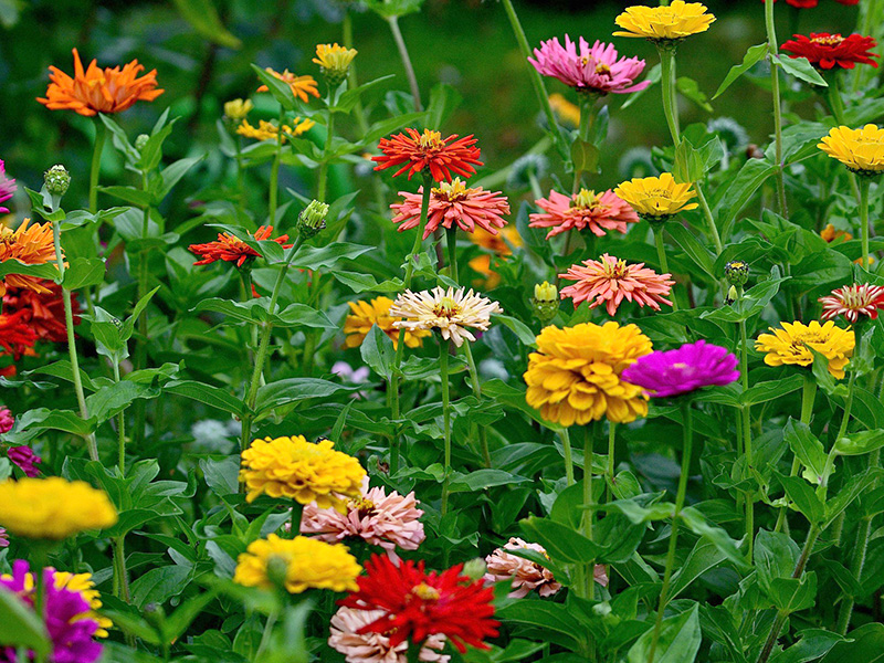 Zinnior med lika färger - px