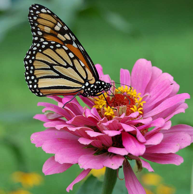 monarkfjäril på zinnia