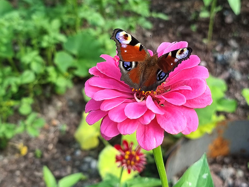 Påfågelfjäril på rosa zinnia