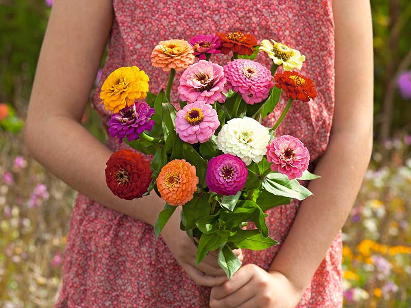 Zinnia som snittblomma
