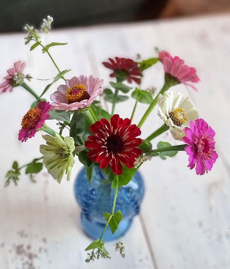 Zinnia som snittblomma