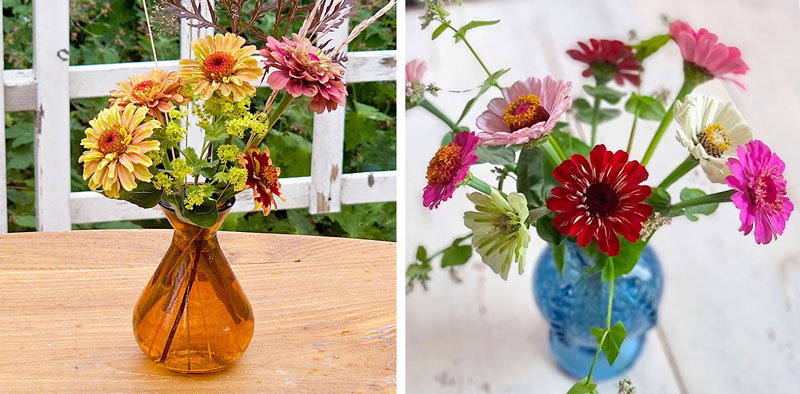 Zinnia som snittblomma i minivaser - LS/LL Zinnia som snittblomma i minivaser - LS/LL