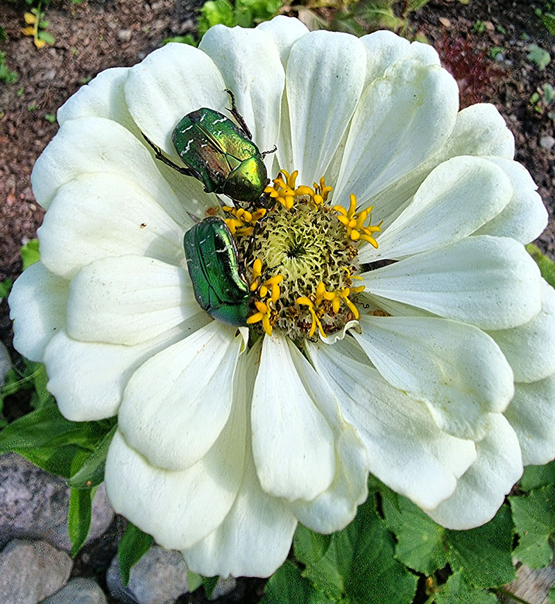 Zinnia med gräsgrön guldbagge