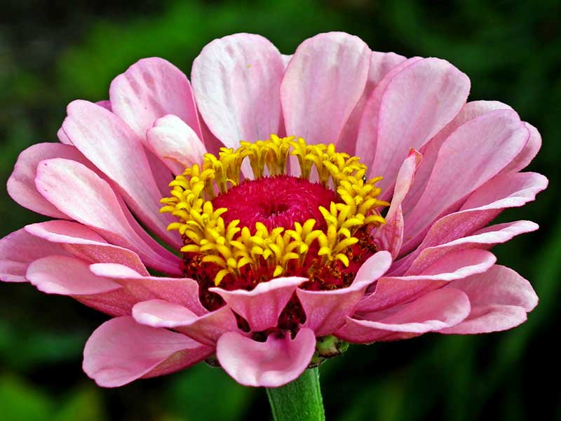 Enkelblommande zinnia rosa