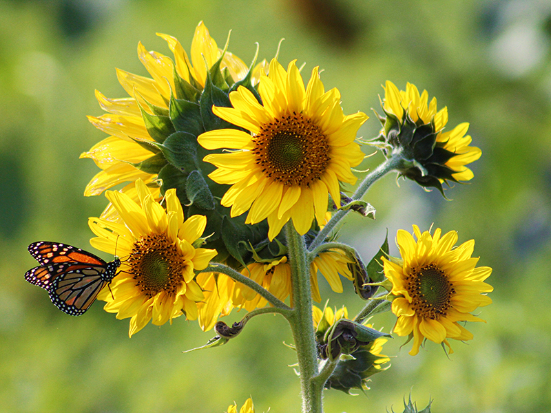 Flergrenad solros med många blommor och pollinerande insekter