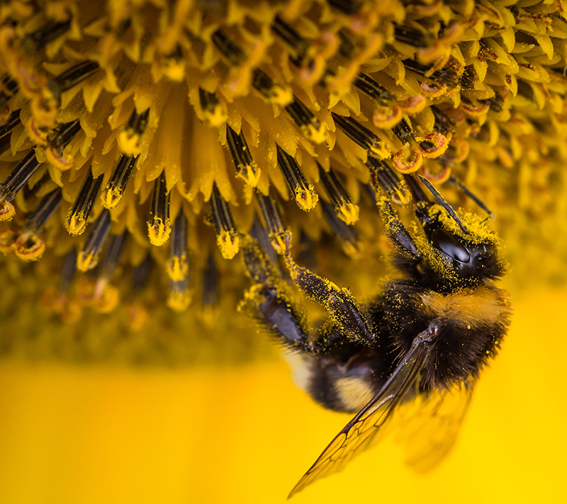 Pollinerande humla i solros - x