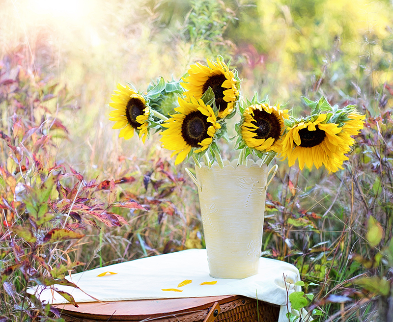 Solrosor som snittblomma i vas - pix