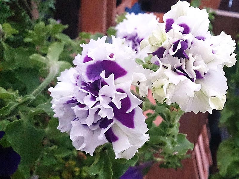 Fylld, fransad petunia