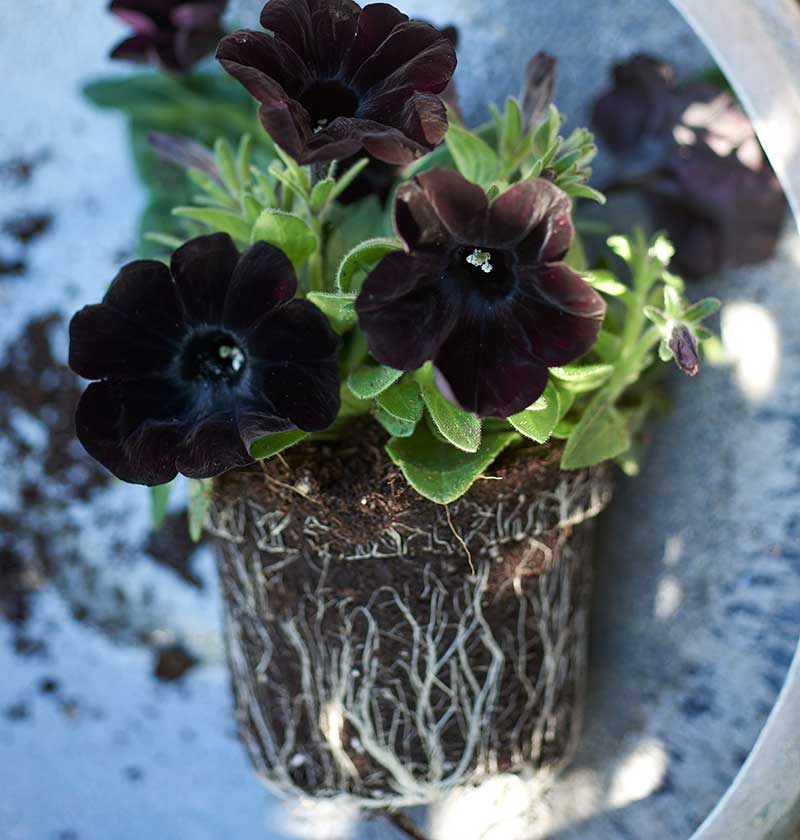 Utplantering petunia - FCH Utplantering petunia - FCH