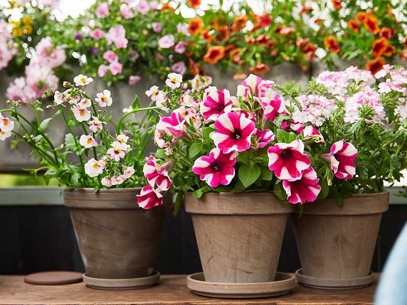 Olika sommarblommor i kruka Olika sommarblommor i kruka