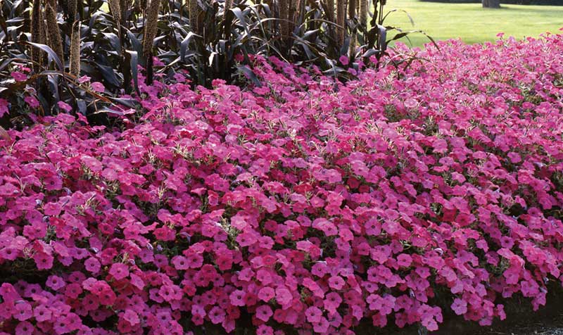Petunia som kantväxt i rabatt Petunia som kantväxt i rabatt