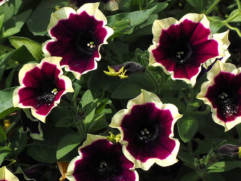 Petunia med mörkt svalg Petunia med mörkt svalg