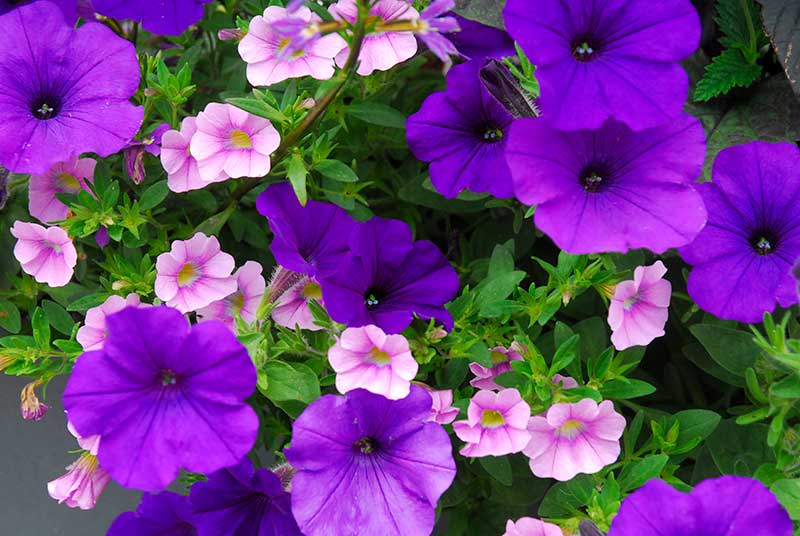 Petunia och småpetunia